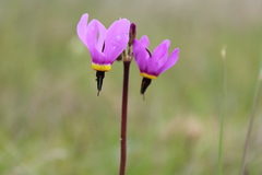 Primula poetica