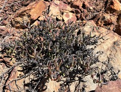 Ruschia diversifolia