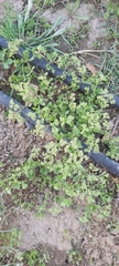 Polycarpon tetraphyllum