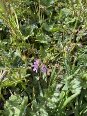 Erodium cicutarium