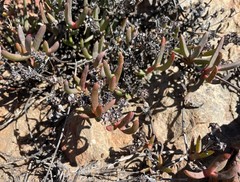 Ruschia diversifolia