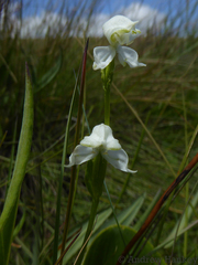 Disperis wealei