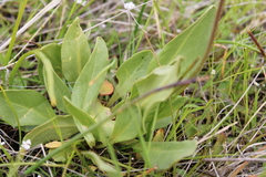 Primula poetica