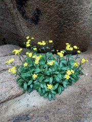 Senecio transiens