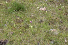Primula poetica