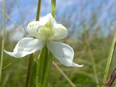 Disperis wealei