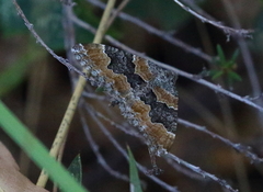 Xanthorhoe vacuaria