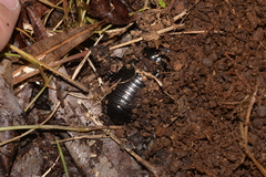 Panesthiinae