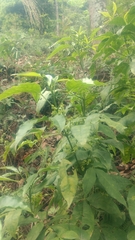 Melicope pteleifolia