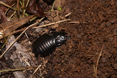Panesthiinae
