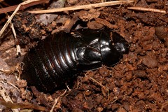 Panesthiinae