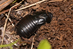 Panesthiinae
