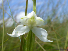 Disperis wealei