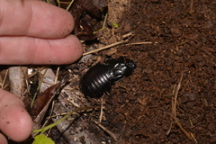 Panesthiinae