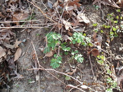 Stylophorum diphyllum