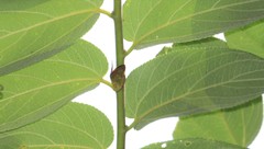 Ricania sublimata