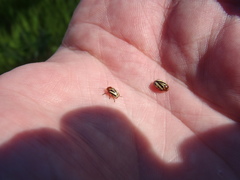 Cryptocephalus venustus