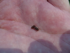 Cryptocephalus venustus