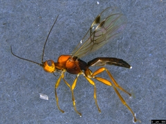 Rogadinae