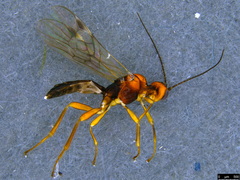 Rogadinae