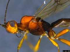 Rogadinae