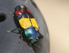 Temognatha alternata