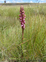 Disa rhodantha