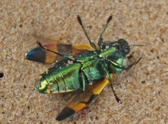 Temognatha alternata