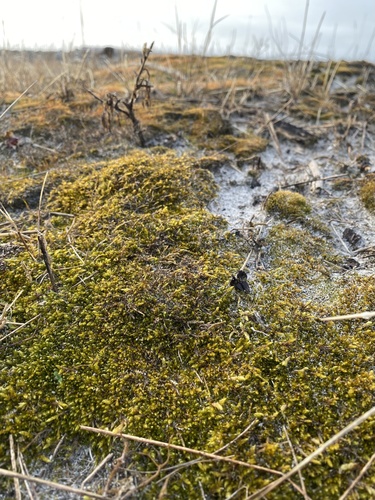 entodon moss (Entodon brevisetus)