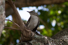 Mimus polyglottos image