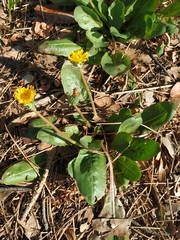 Taraxacum obovatum