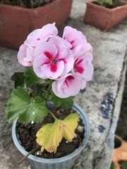 Pelargonium