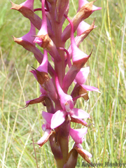 Disa rhodantha
