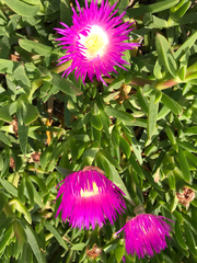 Carpobrotus
