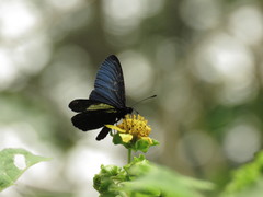 Altinote ozomene nox