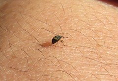Nanophyes marmoratus
