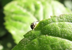 Nanophyes marmoratus