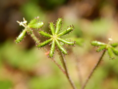 Adenocaulon chilense