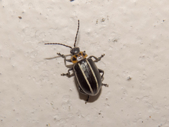 Disonycha conjuncta