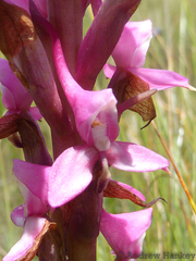 Disa rhodantha