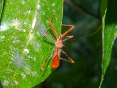 Ricolla quadrispinosa