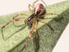 Anelosimus