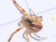 Anelosimus