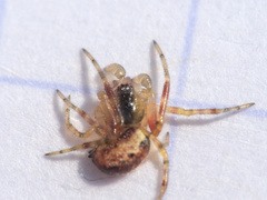 Anelosimus