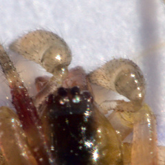 Anelosimus