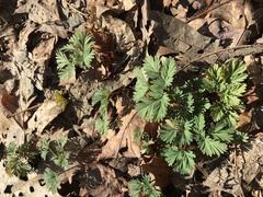 Dicentra canadensis