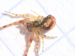 Anelosimus
