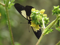 Altinote ozomene nox