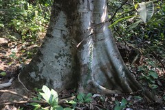 Ficus callosa