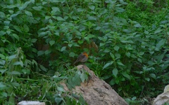 Erithacus rubecula